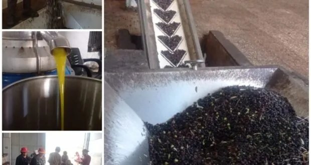 مزارعو حماة يواجهون ارتفاع تكاليف زراعة الزيتون.. حلول مبتكرة للتغلب على الغلاء وتراجع الإنتاج