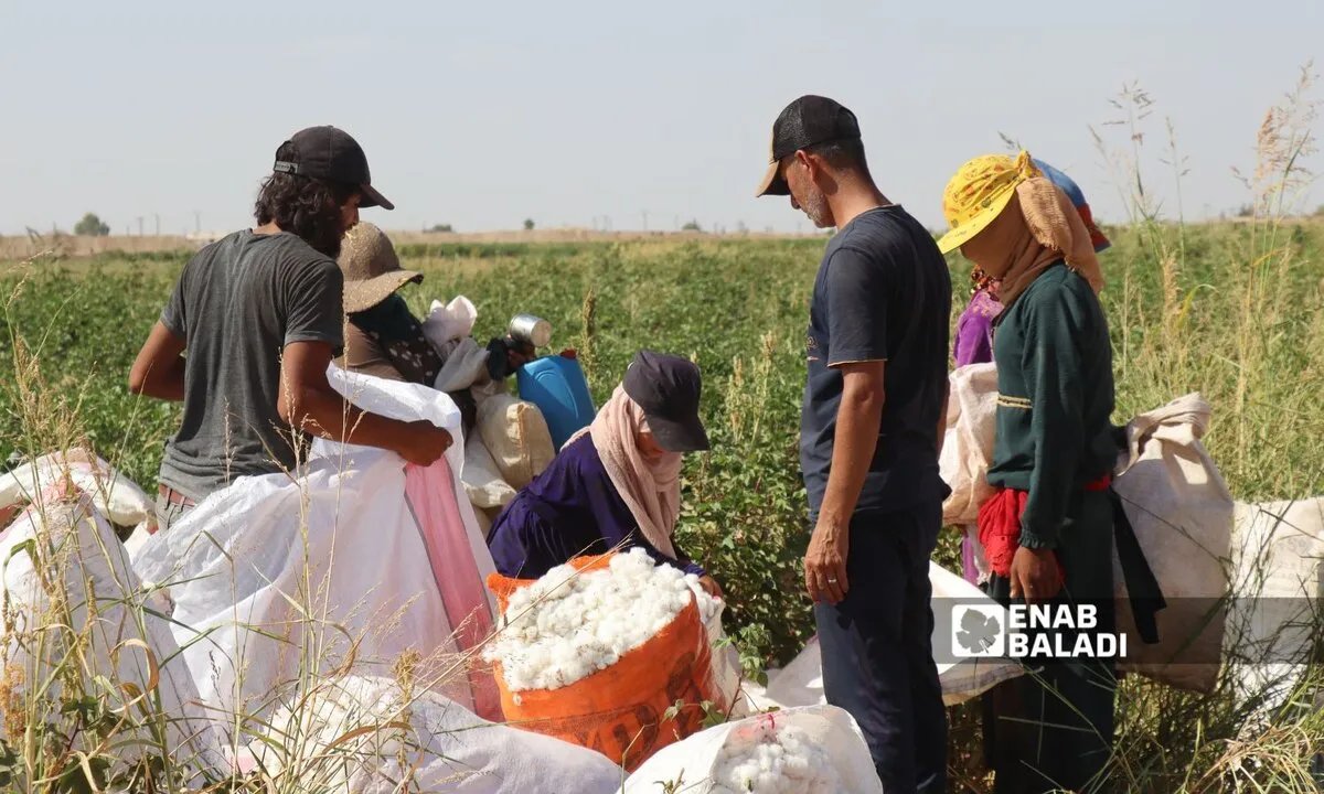 تجار يستغلون مزارعي القطن في شمال سوريا وسط غياب الدعم الحكومي