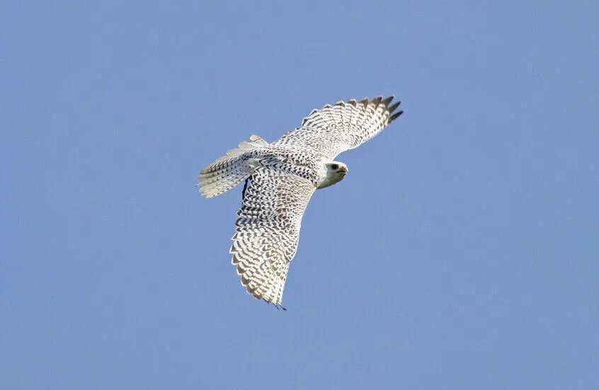 موسكو: سجن إماراتي 6 سنوات بتهمة تهريب صقور نادرة