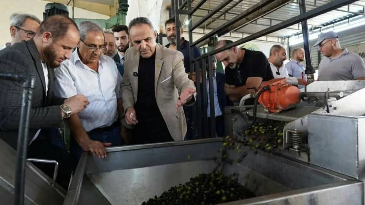 تراجع حاد في إنتاج الزيتون بطرطوس للموسم الثالث على التوالي: هل يهدد الاكتفاء الذاتي؟