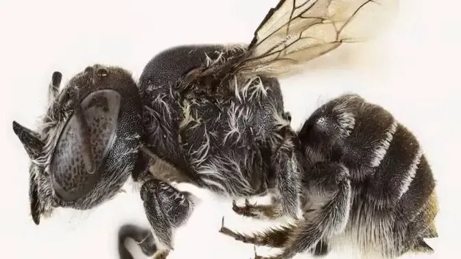 اكتشاف نوع فريد من النحل ذي القرون الدقيقة في أستراليا الغربية