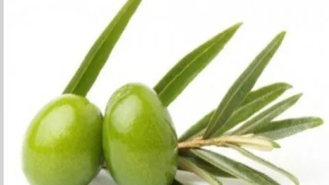 اكتشف قوة أوراق الزيتون: كنز طبيعي لصحة أفضل وحماية من الأمراض