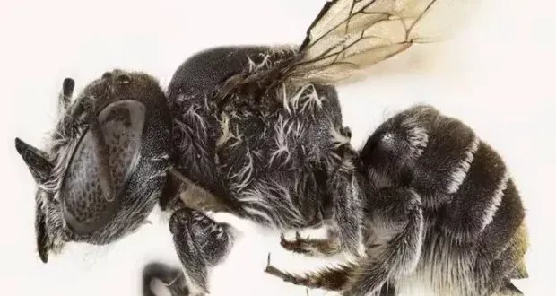 اكتشاف نوع فريد من النحل بقرون دقيقة في أستراليا الغربية