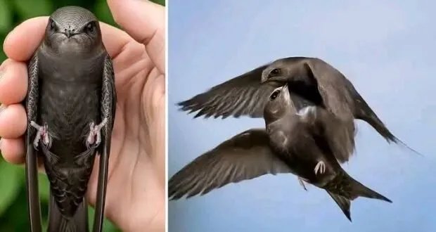 اكتشاف مذهل: طائر السنونو يحلق 10 أشهر متواصلة دون لمس الأرض!