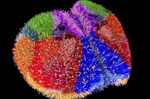 اكتشاف خارطة رقمية فائقة الدقة للدماغ البشري بفضل حاسوب ياباني عملاق