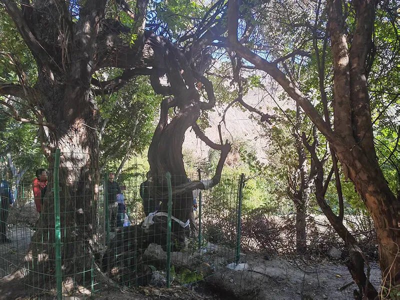 اكتشاف مذهل في التبت: شجرة عنب عمرها 416 عاماً تدخل موسوعة غينيس