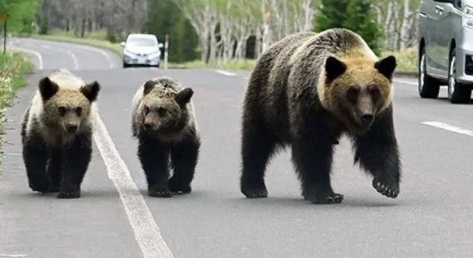 اليابان تسجل أعلى حصيلة ضحايا لهجمات الدببة منذ عقد: قتلى وجرحى بالعشرات