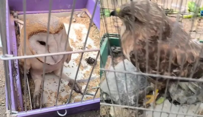 في حلب: أسواق الجمعة تشهد بيع الطيور الجارحة المنتزعة من البرية مقابل 25 دولاراً