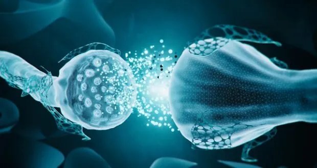 دراسة تكشف: خلل في هياكل الدماغ الدقيقة قد يكون السبب الرئيسي لفقدان الذاكرة الاجتماعية لدى مرضى ألزهايمر