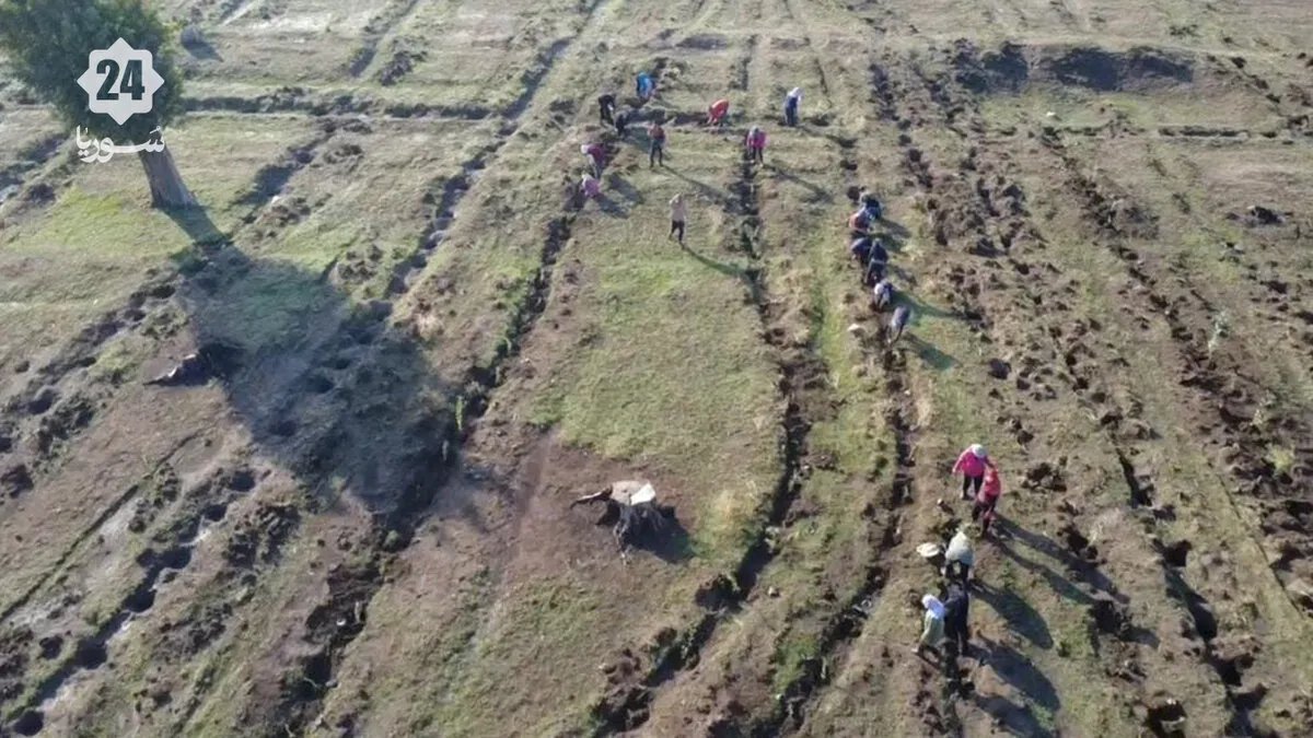 خطة طموحة في سهل الغاب: زراعة 30 ألف غرسة لإحياء الغطاء النباتي المتضرر