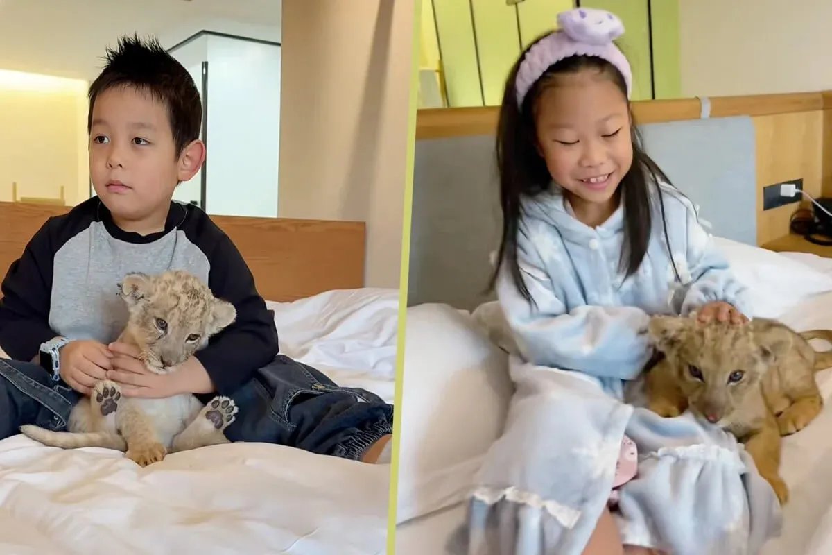 ترفيه فريد: فندق صيني يوقظ نزلاءه بأشبال الأسود لجذب السياح