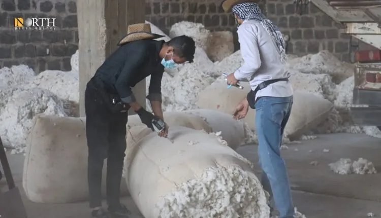 الإدارة الذاتية توقف شراء القطن بعد استلام 37 ألف طن.. ما الأسباب؟