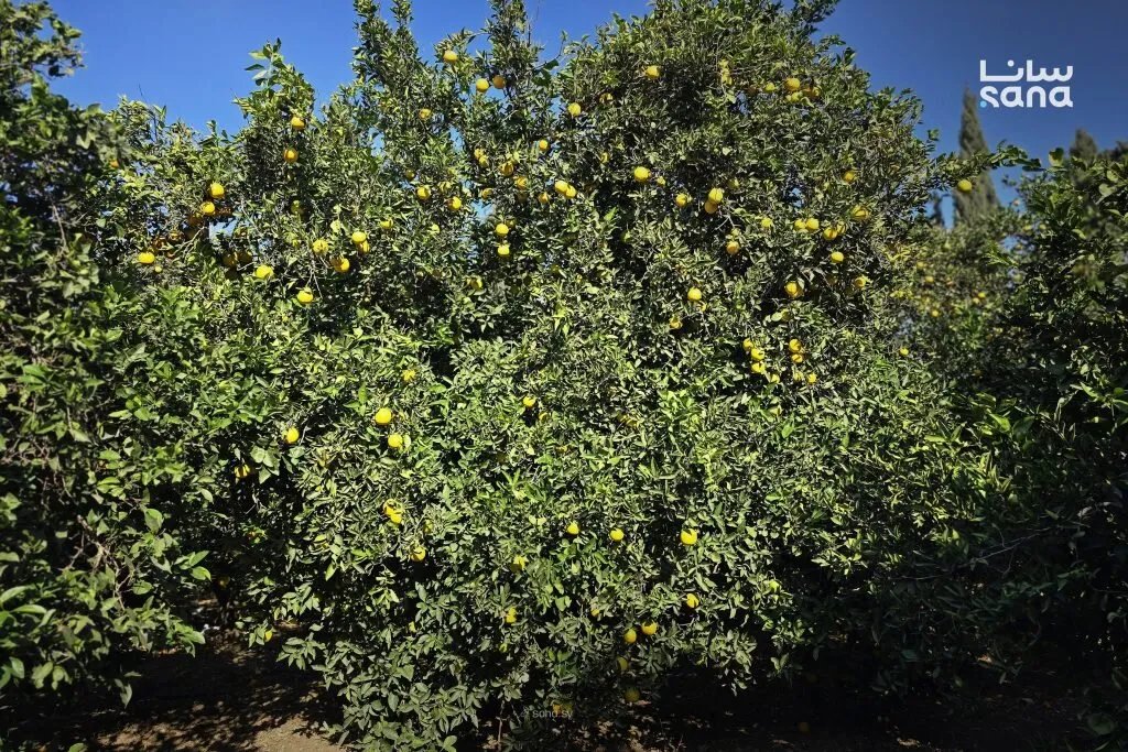 تراجع حاد في إنتاج الحمضيات باللاذقية بسبب الجفاف والصقيع