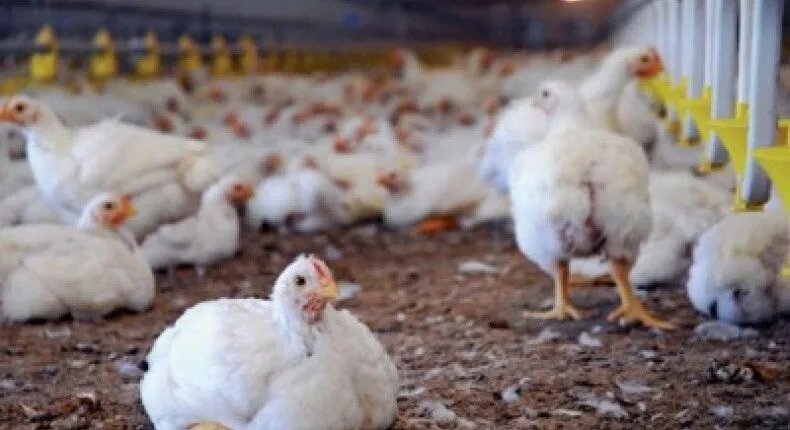 تحذيرات من انهيار قطاع الدواجن السوري بسبب استثناءات معامل المرتديلا