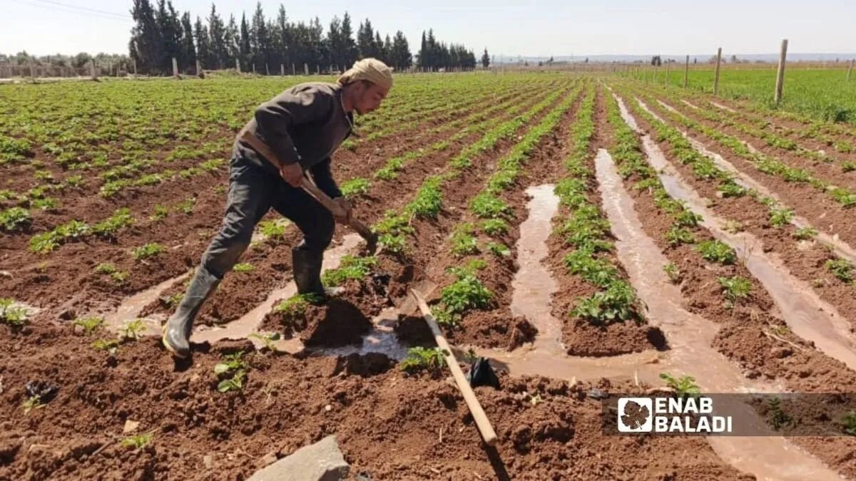 دمشق: ضبط 77 مخالفة لاستخدام مياه الصرف الصحي في ري الأراضي الزراعية