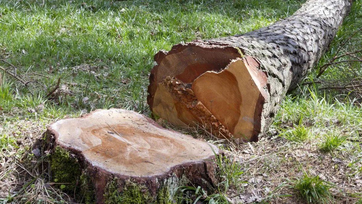 مأساة في ألمانيا: مصرع شاب دهساً بشجرة أثناء قطع الأشجار في بافاريا