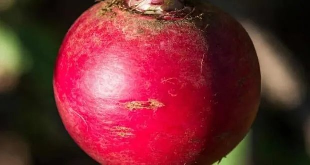 اكتشف الفوائد الخمس المذهلة وغير الشائعة للفجل الأحمر