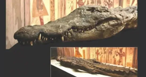اكتشاف مذهل في مصر: تمساح عمره 80 مليون عام نجا من انقراض الديناصورات!