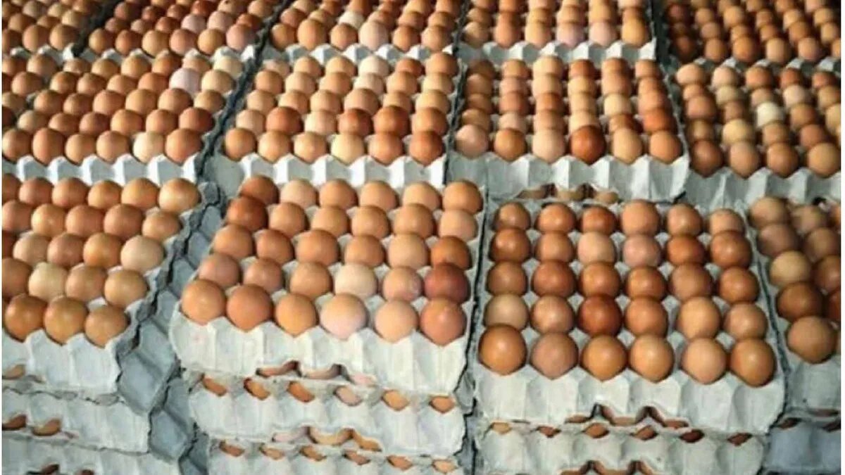 تصدير محدود للبيض من سوريا: هل يؤثر على الأسعار المحلية؟