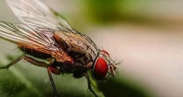 لماذا يصعب الإمساك بالذباب؟ اكتشاف علمي يكشف السر