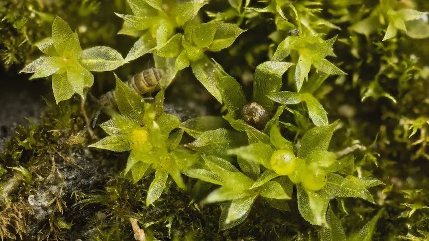 اكتشاف مذهل: طحلب ياباني يتحمل ظروف الفضاء القاسية ويعود للحياة على الأرض
