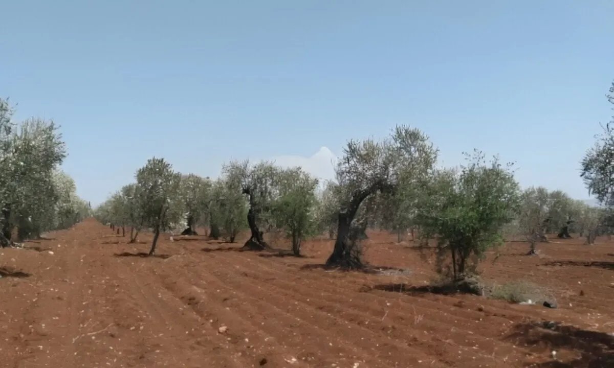 تراجع إنتاج زيت الزيتون في حلب يفاقم معاناة المزارعين: الجفاف والظروف المناخية القاسية تضرب الموسم