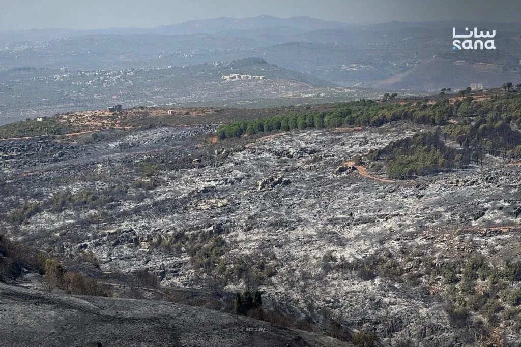سوريا تعزز جهودها لاستعادة الغطاء النباتي بعد خسائر الحرائق: خطط طموحة لزيادة التشجير
