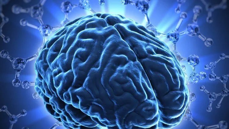 دراسة تكشف: الدماغ يصل إلى ذروة نضجه في سن الـ 32 ويمر بخمس مراحل تطورية حاسمة