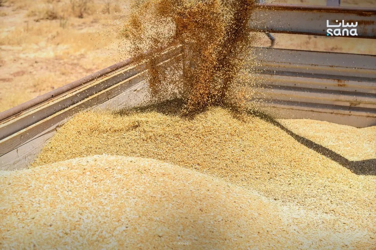 الرقابة المالية تكشف فساداً بمليارات الليرات في مؤسسة الحبوب خلال الحقبة الماضية