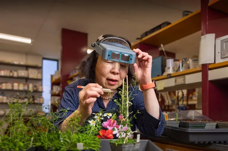 اكتشاف ثوري: فهم البروتينات النباتية يفتح آفاقاً جديدة لتهجين الكرنبيات وتحسين الأمن الغذائي