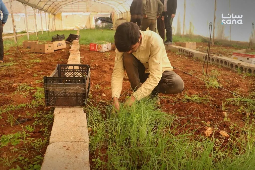 المشروع الوطني لإنتاج شتول البصل: خطوة لتعزيز الاكتفاء الذاتي في سوريا