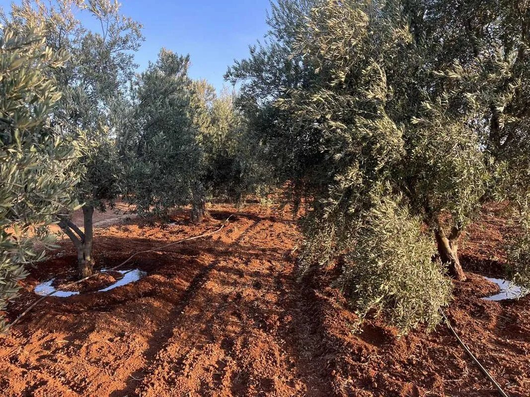 جفاف يضرب درعا: محصول الزيتون يسجل أدنى مستوياته