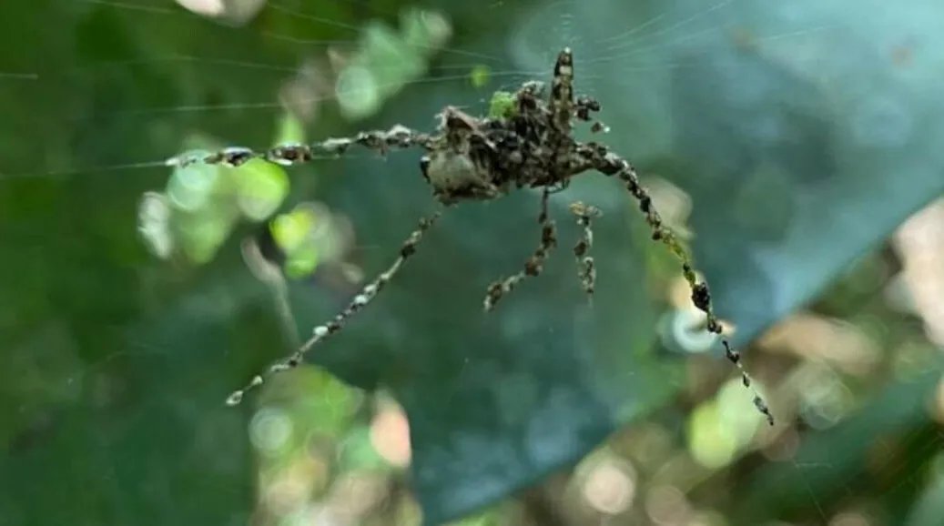 خدعة بصرية عبقرية: كيف تحمي العناكب الصغيرة نفسها من الحيوانات المفترسة؟