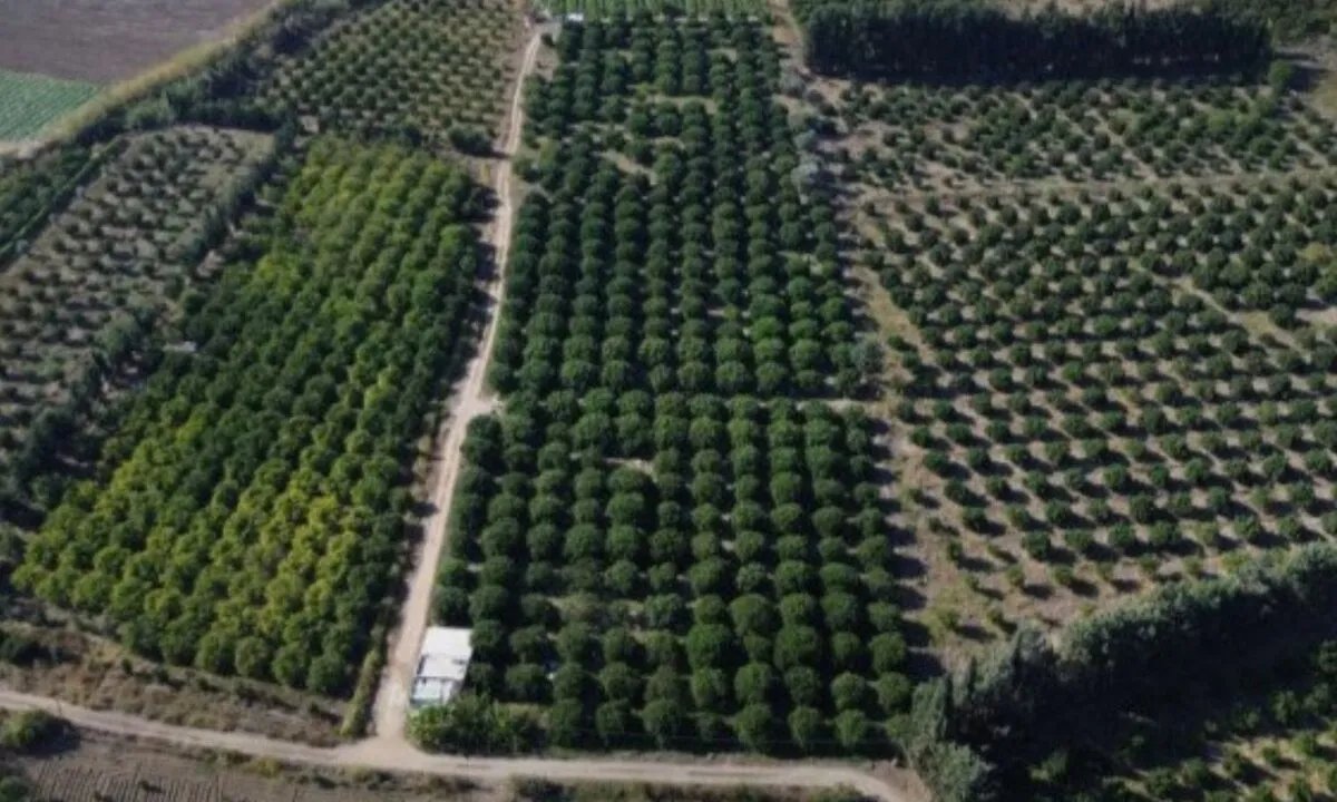 مزارعو الساحل السوري يترقبون حلولًا لإنقاذ الحمضيات من التدهور