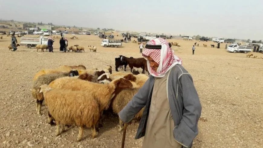 تدهور الإنتاج الحيواني في سوريا: أزمة الأعلاف تكشف المستور
