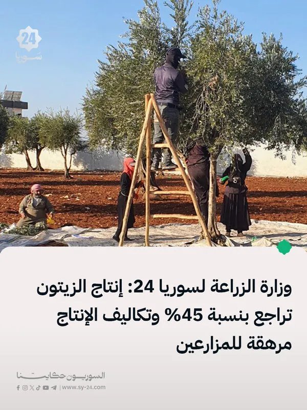 عبير جوهر: انخفاض حاد في إنتاج الزيتون بسوريا لموسم 2025 وتكلفة الإنتاج تتراوح بين 3.5 و4 دولارات للكيلو