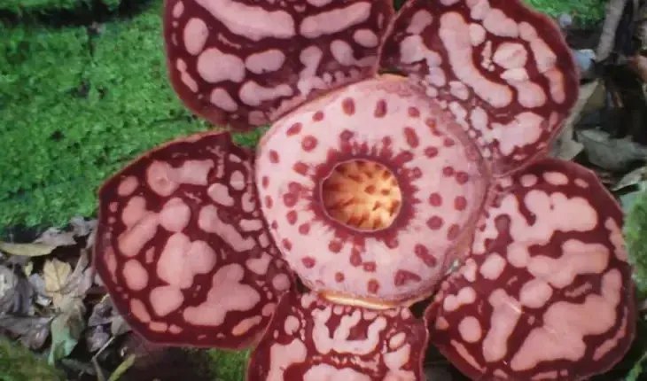 بعد 13 عاماً من البحث المضني: اكتشاف زهرة رافليسيا هاسلتي النادرة في غابات سومطرة بإندونيسيا