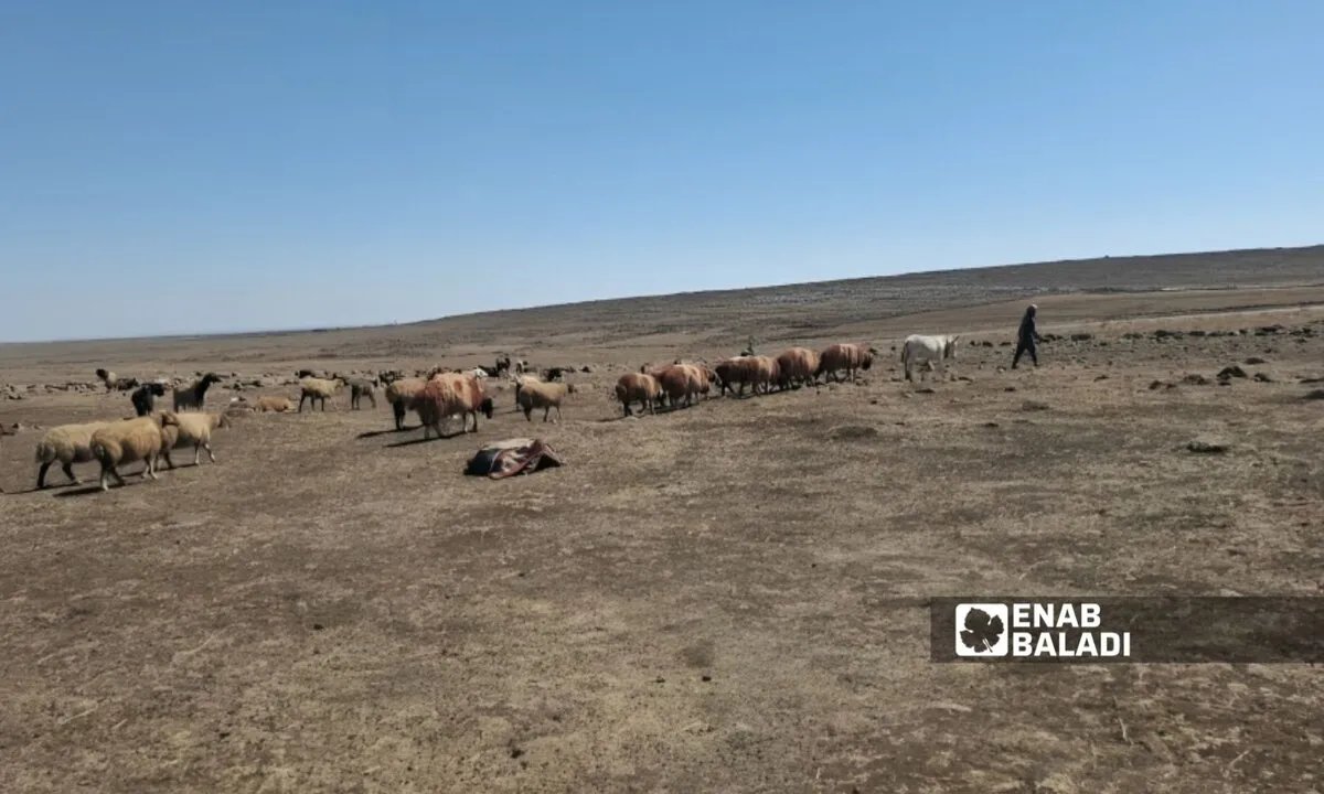 ارتفاع أسعار الأعلاف يهدد مربي الأغنام في ريف حمص بخسائر فادحة