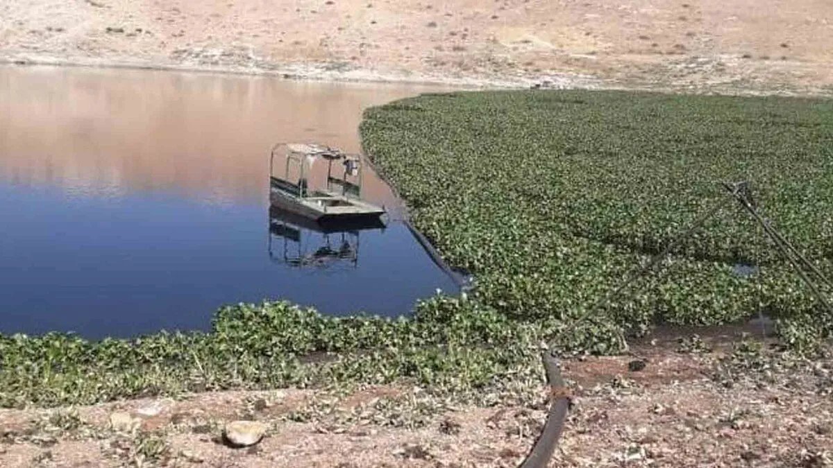 مشروع لمكافحة زهرة النيل في الغاب بالتعاون مع برنامج الأغذية العالمي