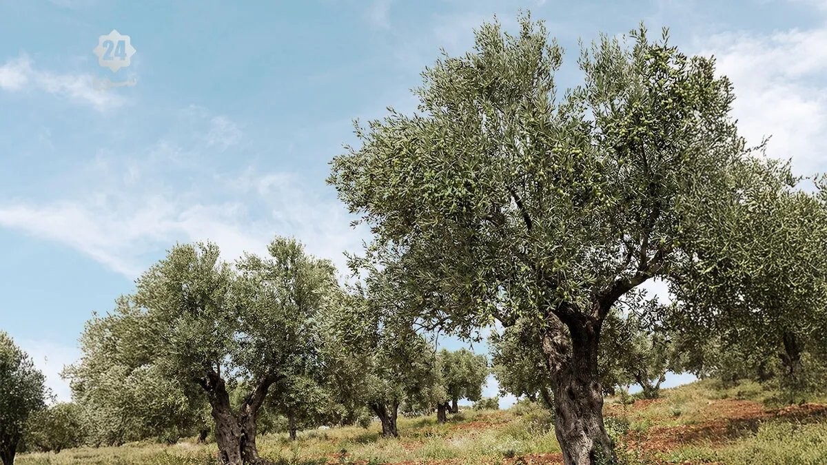 سوريا: موسم الزيتون الأسوأ منذ عقود.. تراجع الإنتاج إلى النصف وخسائر فادحة للمزارعين