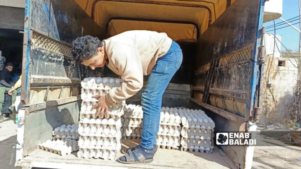 درعا: تقلبات حادة في أسعار البيض والفروج.. ارتفاع قياسي للبيض وانخفاض حاد للفروج