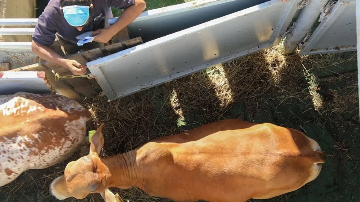 سوريا تخفض الرسوم الجمركية على واردات المواشي لتنشيط قطاع الثروة الحيوانية