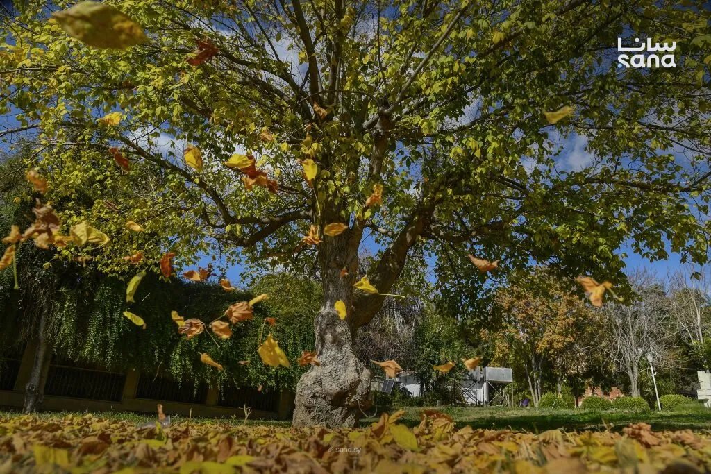 ارتفاع طفيف في درجات الحرارة وأجواء خريفية مستقرة تسود المناطق السورية