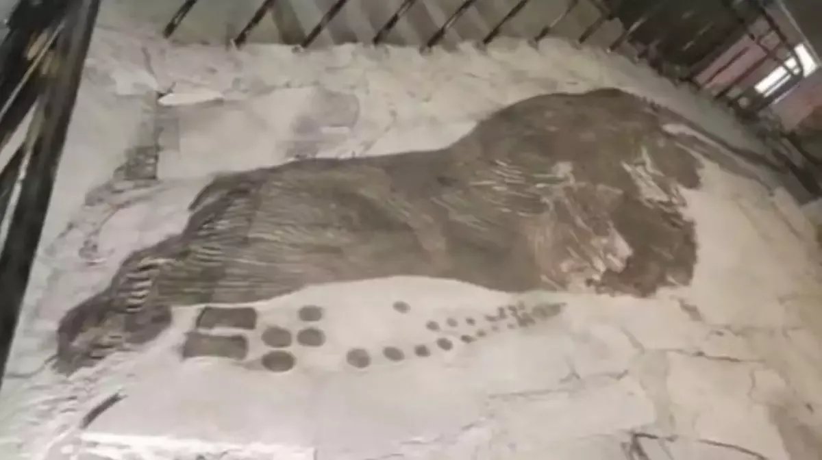 كنز تحت الأقدام: اكتشاف آثار ديناصورات جوراسية عمرها 190 مليون عام في سيتشوان الصينية