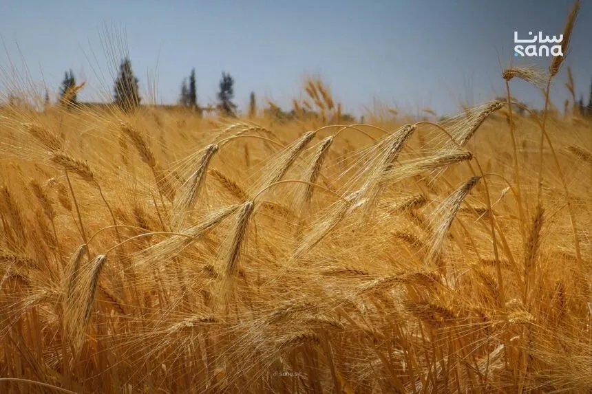 الزراعة السورية تصدر إرشادات هامة لزراعة القمح وإنتاج وفير هذا الموسم