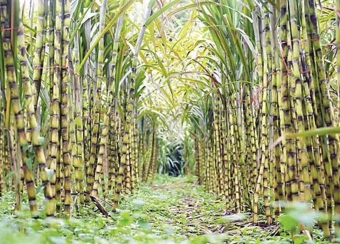 إنجاز علمي: فريق كوري جنوبي يحول مخلفات قصب السكر إلى هيدروجين نظيف باستخدام الطاقة الشمسية