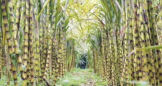 إنجاز علمي: باحثون كوريون يحولون مخلفات قصب السكر إلى هيدروجين نظيف باستخدام الطاقة الشمسية