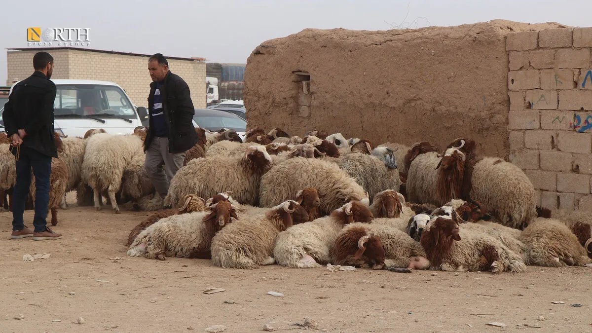 الجفاف يضرب سوق المواشي في الحسكة: انخفاض الأسعار يهدد المربين بسبب غلاء الأعلاف