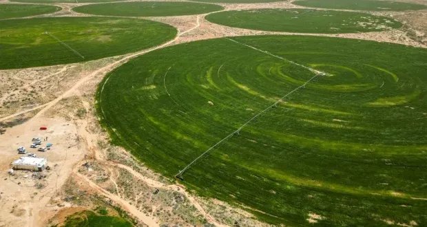 صحراء العراق تخضرّ قمحاً: هل يهدد الإفراط في ري الحنطة مستقبل المياه الجوفية؟
